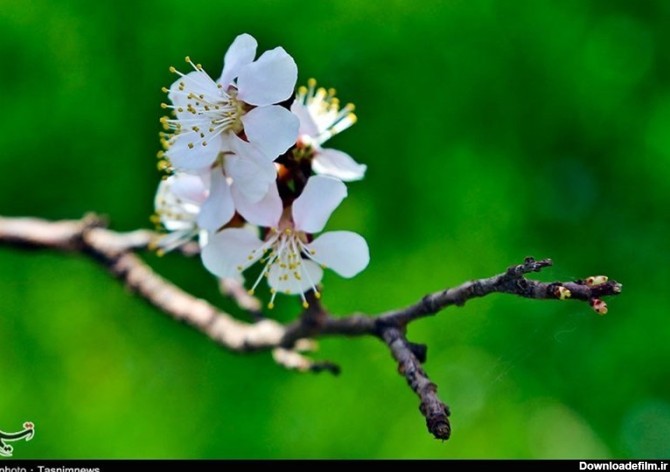 زیبایی شکوفه های بهاری در دامن طبیعت خراسان شمالی به روایت تصاویر ...