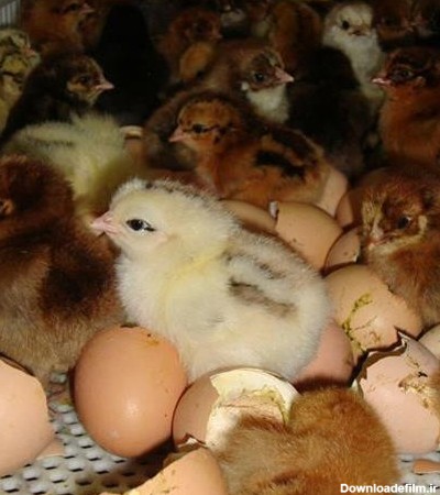 تصاویر مرتبط با فروش جوجه یکروزه مرغ تخمگذار محلی - طیور