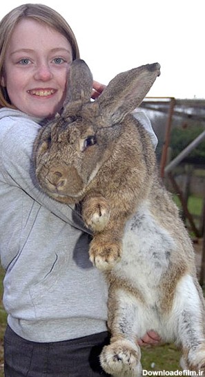 رالف، دومین خرگوش بزرگ دنیا