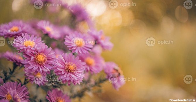 دانلود عکس گل های زیبای بنفش در باغ بهاری در چمنزار تار | اوپیک