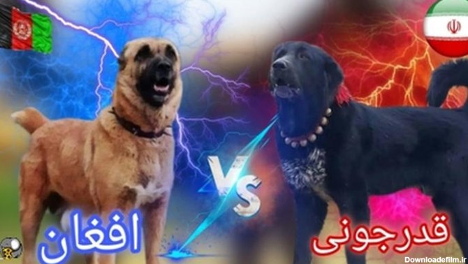 مقایسه سگ قدرجونی یا سگ جنگی افغان کدوم بهتره ؟ - فیلو