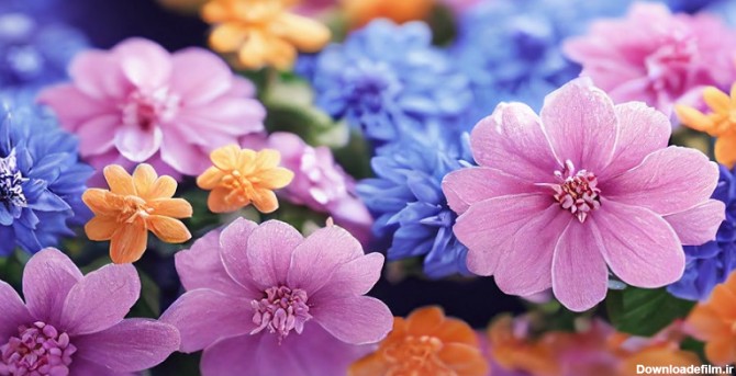 عکس گل🌺دانلود 60 عکس گل زیبا و طبیعی با کیفیت بالا