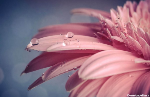 عکس گل صورتی با قطرات شبنم pink beautiful flowers