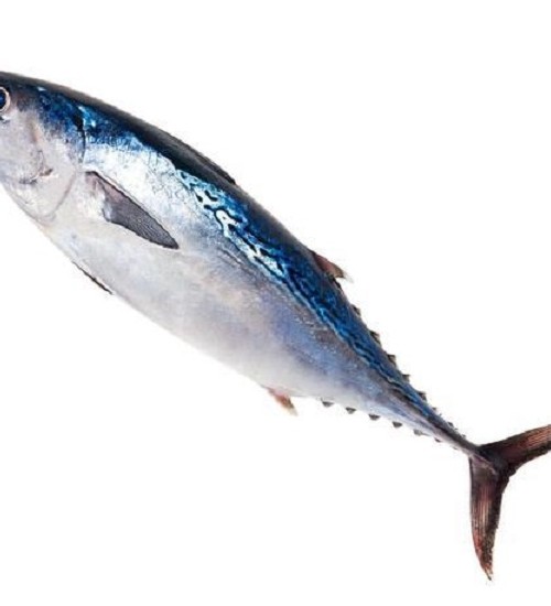 عکس انواع ماهی دریای جنوب