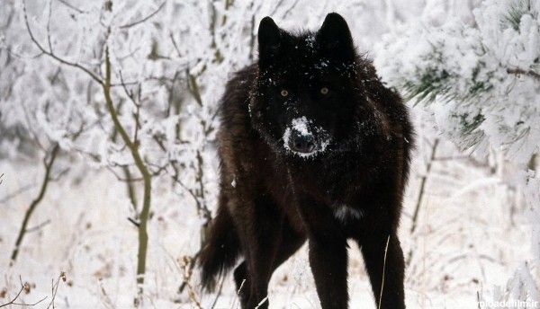 پس زمینە جالب از گرگ شکارچی در هوای برفی جنگل باکیفیت hd خاص گوشی