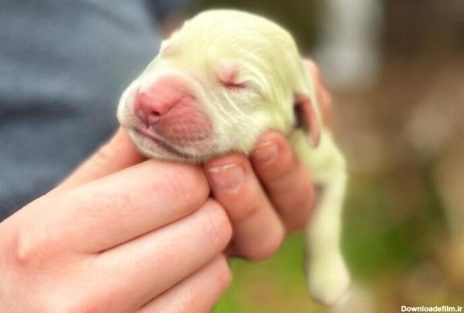 ببینید | تصاویری از تولد یک توله‌ سگ به رنگ سبز لیمویی