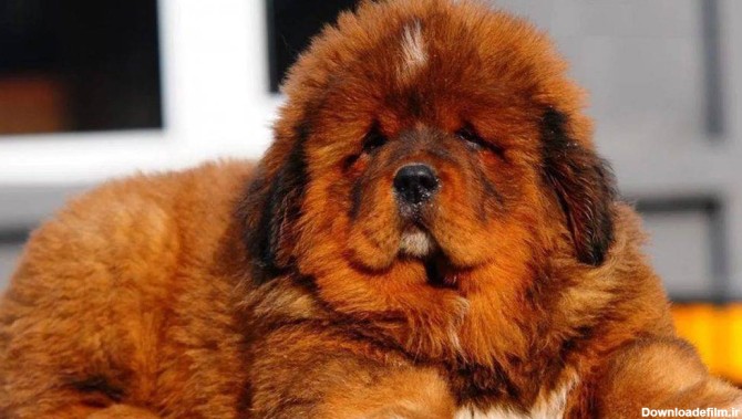 سگ ماستیف تبتی | سایت پامرانین