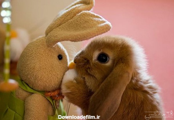 عکس بامزه خرگوش کوچولو little rabbit
