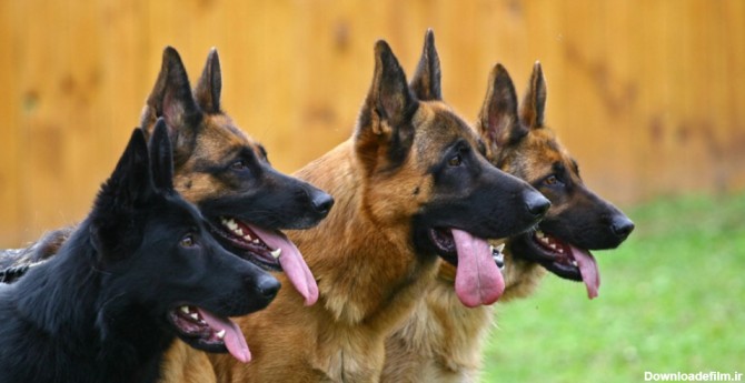 نژاد سگ ژرمن شپرد - تشخیص سگ ژرمن اصیل – پتیا