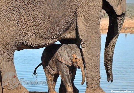 تصاویر/عملیات نجات فیل نوزاد