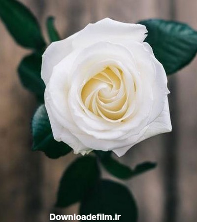عکس گل رز سفید و قرمز