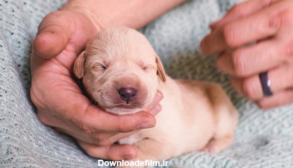 نگهداری از توله سگ تازه به دنیا آمده بدون مادر - دهکده حیوانات