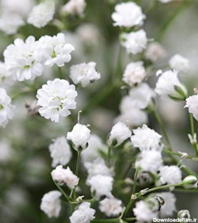 با گل ژیپسوفیلا (گل عروس) آشنا شوید - ایران درخت