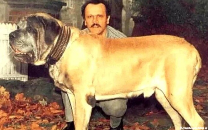 نام این سگ غول‌پیکر در گینس ثبت شد/ عکس