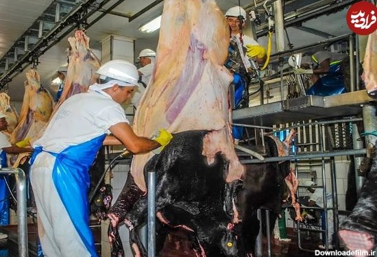 (ویدئو) مراحل برش و پردازش دیدنی گوشت گاو، گوسفند و بوقلمون در کارخانه های اروپایی