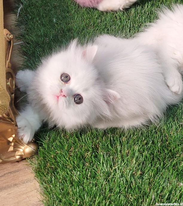 فروش بچه گربه سفید چشم تیله ای