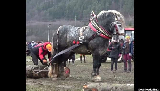 فیلم/ بزرگترین و قدرتمندترین اسب جهان با قد 223 سانتی متر و 1100 ...