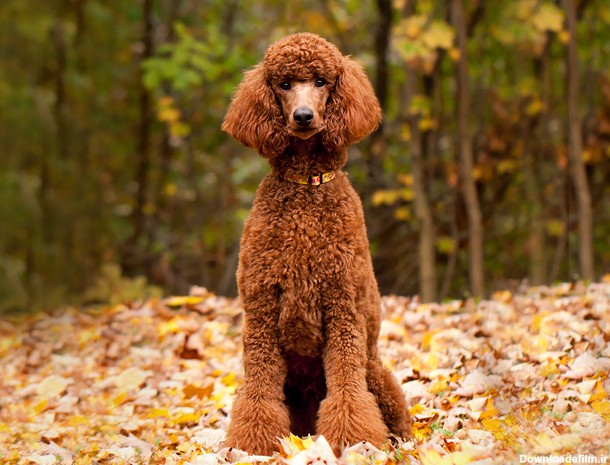 نژاد سگ پودل استاندارد (Poodle - Standard) عکس و ویدیو