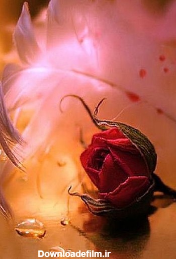 عکس گل زیبا پروفایل واتساپ