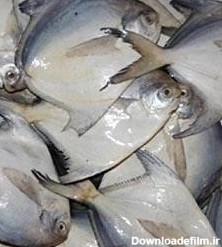 انواع ماهی های خوشمزه جنوب و خلیج فارس صفحه 2 | تبادل نظر نی نی سایت