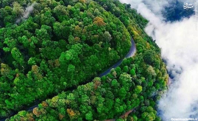 عکس زیبا از جنگل های ایران