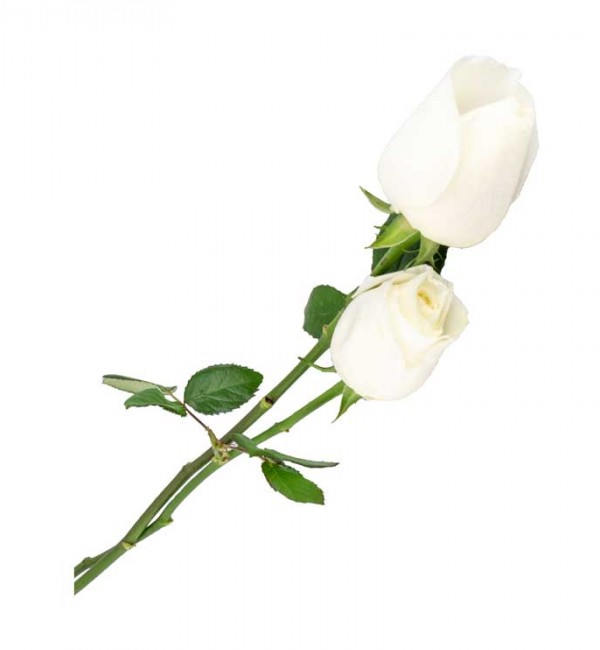 طرح گرافیکی باکیفیت گل های رز سفید