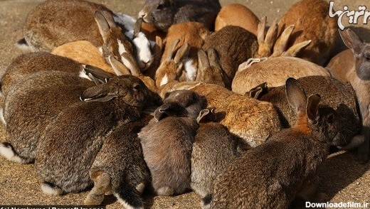 جزیره خرگوش ها در ژاپن