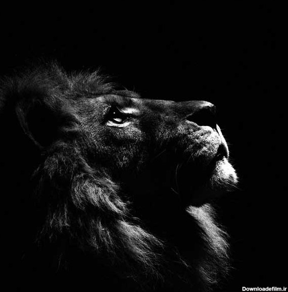 عکس سیاه سفید شیر جنگل