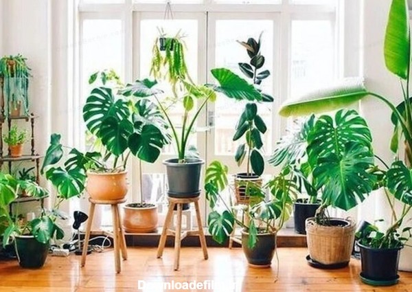 ایده دکوراسیون خانه با گیاهان (+عکس)