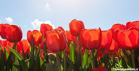 تصویر لاله های قرمز و آسمان آبی در فصل بهار | فری پیک ایرانی | پیک ...
