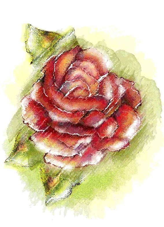 طرح لایه باز پس زمینه نقاشی گل رز قرمز
