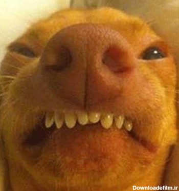 عکس های بسیار خنده دار از یک سگ زشت