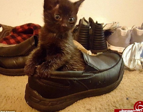 وقتی گربه پا در کفشتان می کند