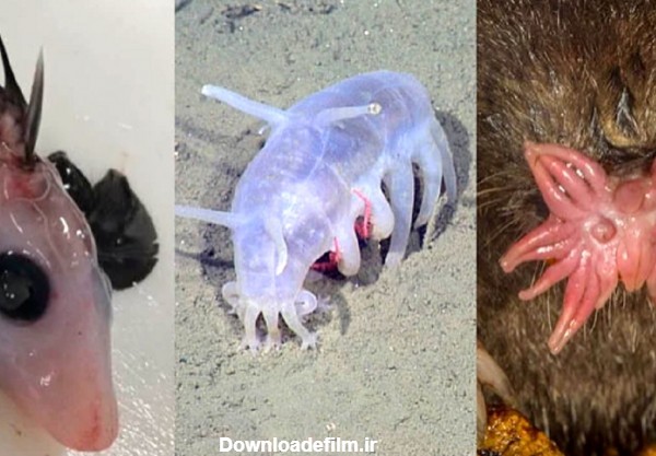 رونمایی از 6 حیوان عجیب‌ الخلقه‌ دنیا!+تصاویر