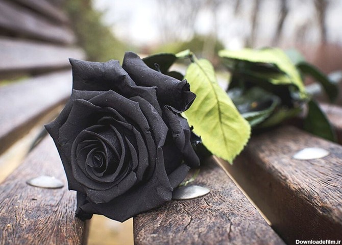 فرارو | (تصاویر) ۱۰ گل سیاه رنگ محبوب در جهان