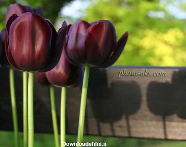 گل لاله سیاه black tulips