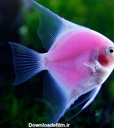 عکس ماهی زینتی زیبا