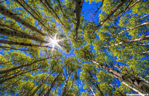 تصویر باکیفیت جنگل پوشیده شده از درختان بلند