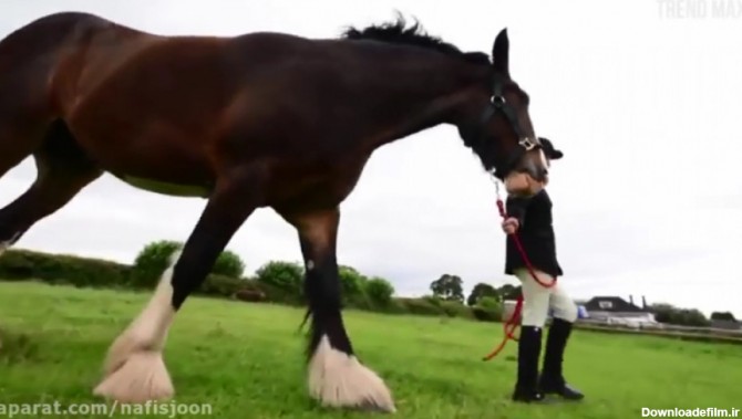 زیباترین و بزرگترین اسب های جهان
