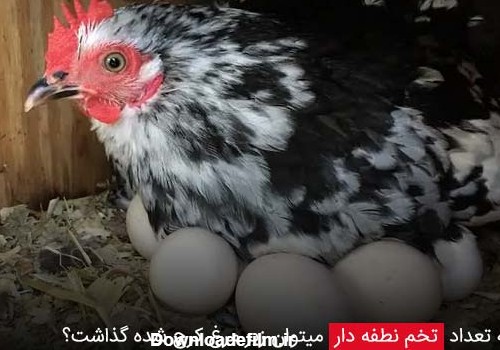 چه تعداد تخم نطفه دار میتوان زیر مرغ کرچ شده گذاشت؟ - چیکن دیوایس