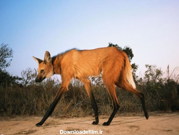 گرگ یالدار | گونه ای در حال انقراض از سگ سانان ☀️ کارناوال