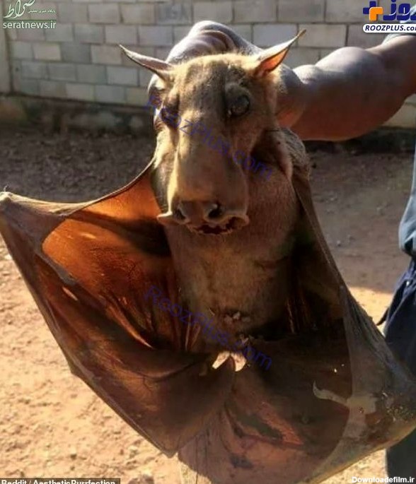 عکس/ ترسناک‌ترین خفاش جهان