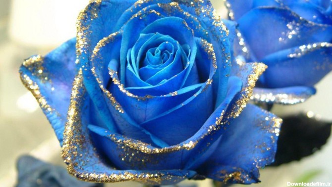 Light Blue Roses Wallpapers - Wallpaper Cave