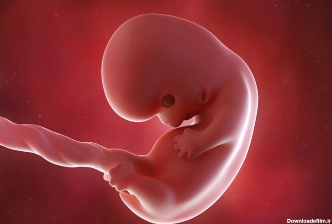رشد و وزن جنین در دوره‌های مختلف بارداری | هرلایف