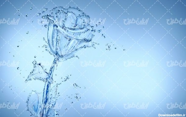 تصویر با کیفیت گل آبی همراه با تصویر زمینه و بک گراند ...