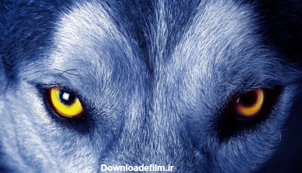 عکس نگاه ترسناگ گرگ وحشی wolf look wallpaper