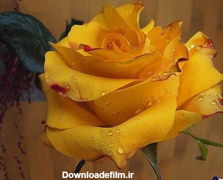 گالری عکس گل رز زرد با کیفیت عالی و نمونه هایی جذاب