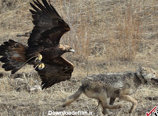 تصاویر : شکار با عقاب طلایی در قرقیزستان | سایت انتخاب