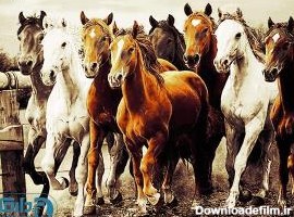 شرکت فرش دارکوب امروز - گروه اسب ها سایز 1