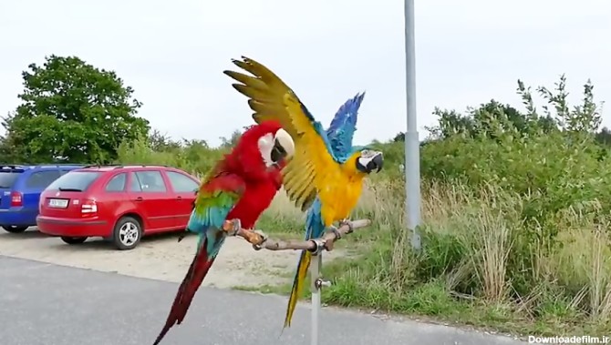 پرواز آزادانه طوطی ماکائو(آرا) قرمز و آبی طلایی / کاسکو عروس هلندی ...